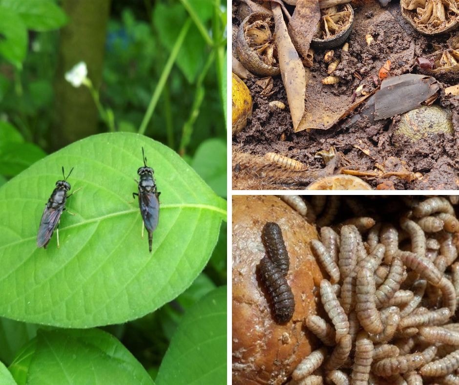 rác thải nông nghiệp